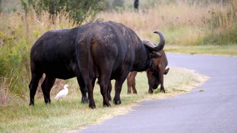 Kamerafahrt-Einer-Büffelherde,-Die-Auf-Einer-Safaristraße-In-Afrika-Spazieren-Geht