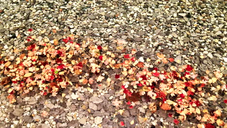 Fall-leaves-in-water-with-raindrops-falling-near-them