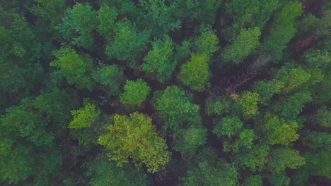 Idyllic-birdseye-aerial-view-misty-dark-pine-tree-forest-on-foggy-autumn-day,-Nordic-woodland-with-thick-mist,-Baltic-sea-coast,-wide-revealing-drone-shot,-camera-tilt-up