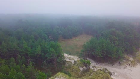 Idyllic-aerial-view-misty-dark-pine-tree-forest-on-foggy-autumn-day,-Nordic-woodland-with-thick-mist,-Baltic-sea-coast,-wide-drone-shot-moving-forward,-white-sand-beach