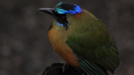 Close-up-of-distinctive-Whooping-Motmot-near-passerine-bird,-colorful-feathers