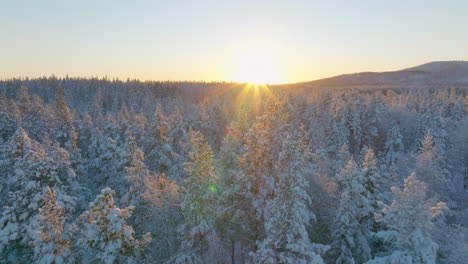 Aerial-view-reverse-over-golden-sunrise-sunrays-shine-across-snow-covered-vast-alpine-woodland-forest-treetops