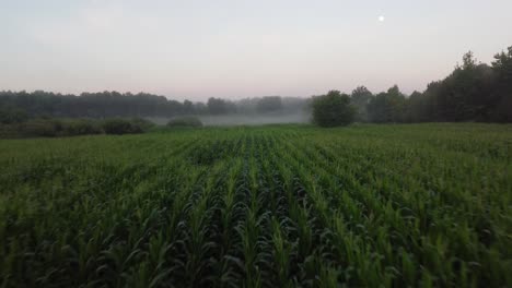 Flying-over-a-corn-field-during-a-foggy-morning