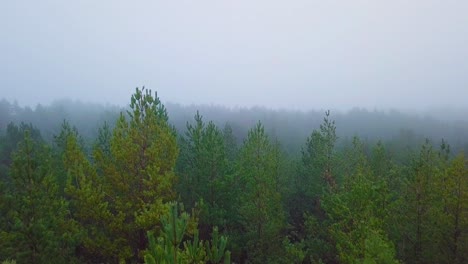 Idyllic-aerial-view-misty-dark-pine-tree-forest-on-foggy-autumn-day,-Nordic-woodland-with-thick-mist,-Baltic-sea-coast,-wide-drone-shot-moving-forward-low-over-the-tree-tops