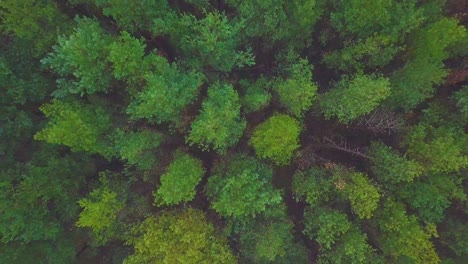 Idyllic-aerial-birdseye-view-misty-dark-pine-tree-forest-on-foggy-autumn-day,-Nordic-woodland-with-thick-mist,-Baltic-sea-coast,-wide-ascending-drone-shot