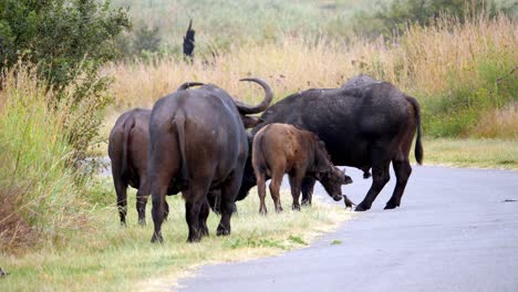 Herd-of-large-horned-buffalos-with-young-calf-cross-the-street-to-long-African-grass