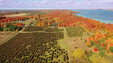 A-cherry-orchard-in-fall-in-northern-michigan,-done-shot