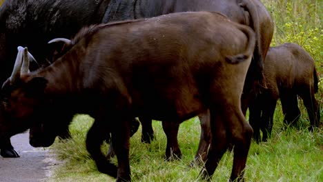 Eine-Gehörnte-Herde-Schwarzafrikanischer-Büffel-Geht-Eine-Straße-Entlang-Und-Frisst-Langes-Gras