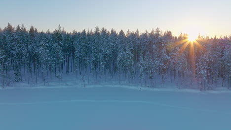 Norbotten-Swedish-Lapland-Polar-circle-aerial-view-glowing-golden-sunrise-shining-through-snow-covered-woodland-trees