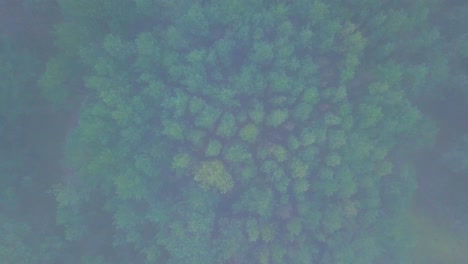 Idyllic-aerial-birdseye-view-misty-dark-pine-tree-forest-on-foggy-autumn-day,-Nordic-woodland-with-thick-mist,-Baltic-sea-coast,-wide-descending-drone-shot