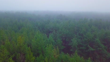 Idyllic-aerial-view-misty-dark-pine-tree-forest-on-foggy-autumn-day,-Nordic-woodland-with-thick-mist,-Baltic-sea-coast,-wide-drone-shot-moving-forward-over-the-tree-tops