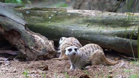 Two-insectivorous-meerkats,-suricata-suricatta,-digging-into-the-ground-soils-with-their-foreclaws-and-tree-trunk-burrow,-busy-searching-and-foraging-for-insects,-close-up-shot