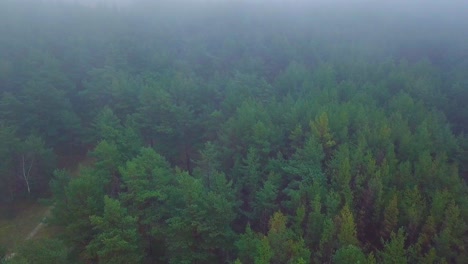 Idyllic-aerial-view-misty-dark-pine-tree-forest-on-foggy-autumn-day,-Nordic-woodland-with-thick-mist,-Baltic-sea-coast,-wide-birdseye-drone-shot-moving-forward-slow