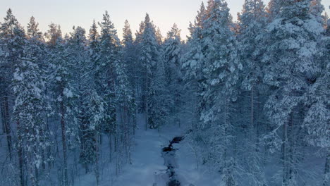 Polar-circle-winter-forest-rising-aerial-view-to-golden-sunrise-shining-through-magical-snow-covered-trees