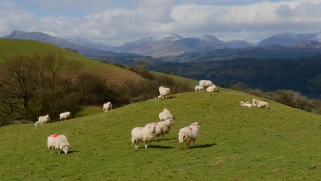 Sheep-on-hill-mound-with-mountains-in-the-background,-North-Wales-in-the-UK