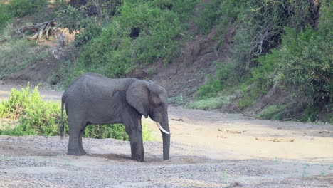 Afrikanischer-Elefant,-Der-Wasser-Aus-Einem-Gegrabenen-Loch-In-Einem-Trockenen-Flussbett-Spritzt,-Nahaufnahme