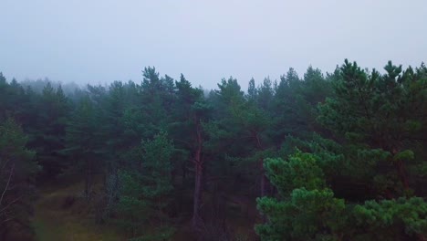 Idyllic-aerial-view-misty-dark-pine-tree-forest-on-foggy-autumn-day,-Nordic-woodland-with-thick-mist,-Baltic-sea-coast,-wide-ascending-drone-shot-moving-forward