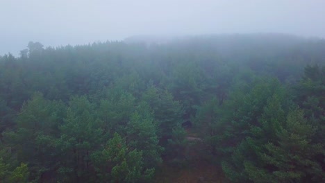 Idyllic-aerial-view-misty-dark-pine-tree-forest-on-foggy-autumn-day,-Nordic-woodland-with-thick-mist,-Baltic-sea-coast,-wide-drone-shot-moving-forward-slow