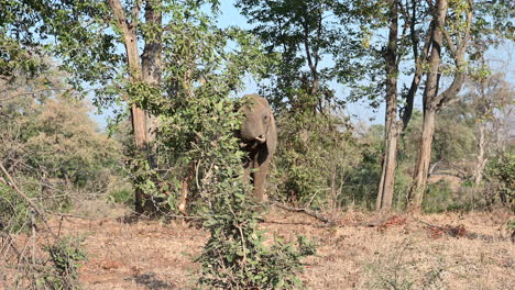Afrikanischer-Elefant,-Der-Blätter-Von-Einem-Kleinen-Busch-Isst,-Frontansicht