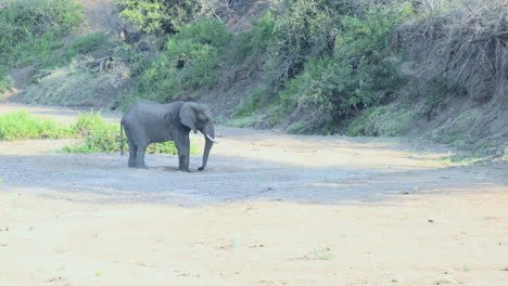 Elefante-Africano-Bebiendo-De-Un-Agujero-Excavado-En-Un-Lecho-De-Río-Seco