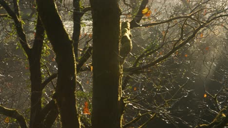 Unglaubliches-Sonnenaufgangslicht-Durch-Herbstbäume,-Während-Die-Kamera-Zu-Einem-Dramatischen-Wasserfall-In-Wales-Uk-4k-Schwenkt