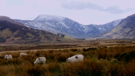 Varias-Ovejas-Pastando-En-Un-Campo-Frente-A-Una-Vista-A-La-Montaña-En-Gales-En-El-Reino-Unido