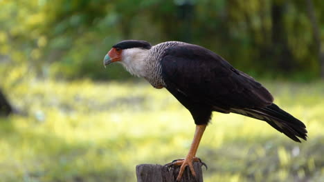 águila-Detallada-De-Cerca-En-Cámara-Lenta-Del-Halcón-águila-Centroamericana-Lista-Para-Comer