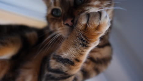 Purebreed-bengal-cat-grooming-and-cleaning-in-unusual-framing