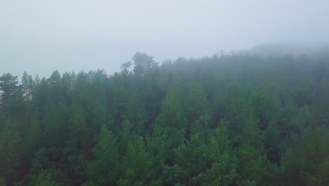 Idyllic-aerial-view-misty-dark-pine-tree-forest-on-foggy-autumn-day,-Nordic-woodland-with-thick-mist,-Baltic-sea-coast,-wide-drone-shot-moving-forward