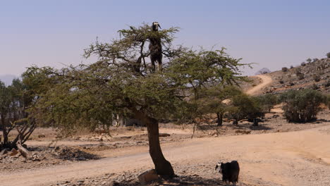 Eine-Ziege-Frisst-Blätter-Von-Ästen,-Während-Sie-Im-Sultanat-Oman-Auf-Einen-Baum-Klettert