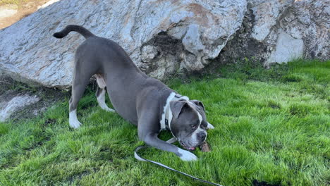 Medium-static-shot-of-a-blue-line-English-bulldog-at-the-end-of-a-leash-chewing-on-a-stick-in-a-small-patch-of-green-grass-near-a-large-rocky-boulder-on-a-sunny-day