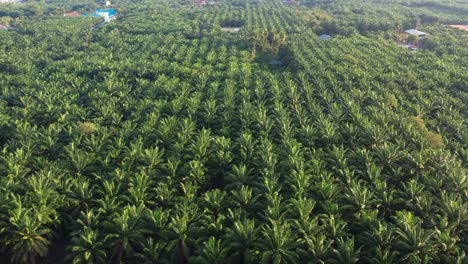 Cinematic-aerial-drone-flyover-grove-of-oil-palm-tress,-capturing-vastness-of-commercial-plantation-farmlands-with-beautiful-sunlight-shinning-on-the-fronds,-Perak,-Malaysia,-Southeast-Asia