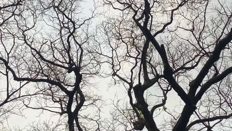 Looking-Up-At-Bare-Tree-Branches