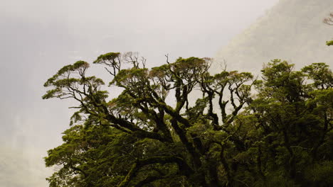 Mist-blows-past-a-large-silver-beech-tree-covered-in-moss-at-Milford-Sound