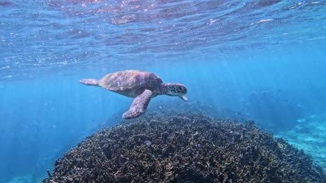 Nahaufnahme-Der-Grünen-Meeresschildkröte,-Die-über-Korallenriff-Im-Tropischen-Blauen-Meer-Schwimmt