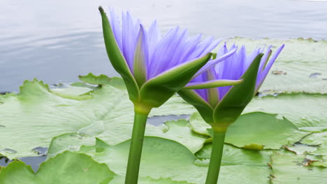 Schöne-Lila-Lotusblume,-Violetter-Lotus,-Der-Im-Teich-Blüht,-Nahlotusblume,-Lotusviolette-Blume-Von-Thailand