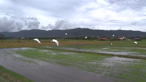Wilde-Reihervögel-Fliegen-über-Reisfelder-In-Malaysia