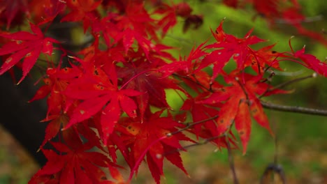 Arce-Rojo-Japonés,-Acer-Palmatum-Flash-Rojo