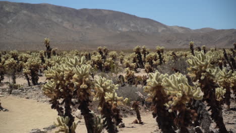 Joshua-Tree-National-Park,-Yucca-Brevifolia-Plants-and-Desert-Landscape-on-Hot-Sunny-Day