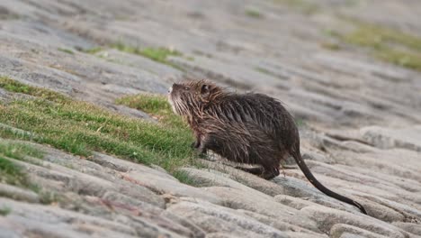Native-south-american-rodent-species,-small-wet-nutria,-myocastor-coypus-with-long-tail-foraging-on-the-riverbank-in-the-urban-environment-at-daytime