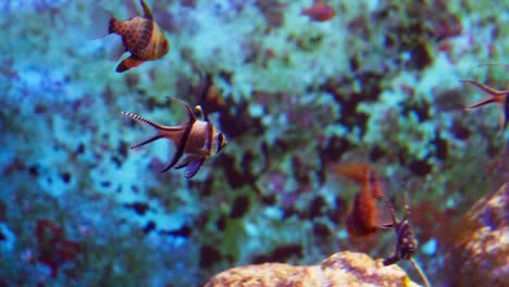 Viele-Fische-Schwimmen-Im-Aquarium-Von-Singapur