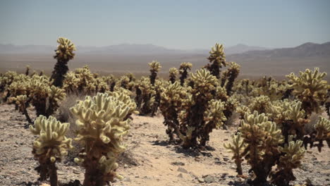 Desert-Landscape-and-Yucca-Brevifolia-Plants-Fields-in-Joshua-Tree-National-Park,-Colorado-USA,-Panorama