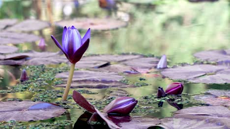 A-blue-purple-water-lily-is-blooming-as-a-breeze-ripples-through-the-water
