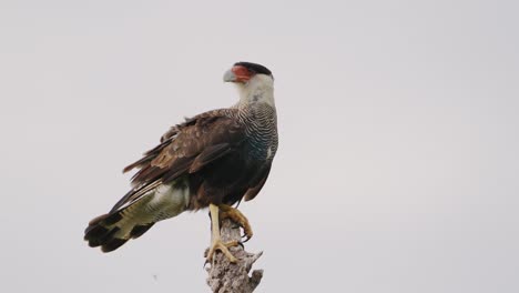 Fierce-crested-caracara,-caracara-plancus-perched-up-high-on-a-dead-tree-branch-against-white-background,-patiently-waiting-and-searching-for-potential-prey