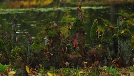 cypress-knees-at-the-pound-in-the-forest