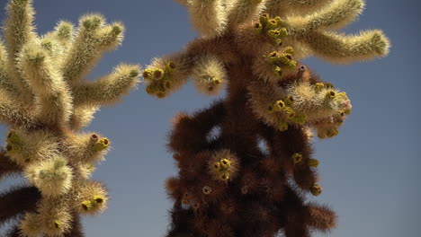 Yucca-Brevifolia,-También-Conocida-Como-Planta-De-árbol-De-Joshua-En-El-Parque-Nacional-De-California,-Ee.uu.,-De-Cerca