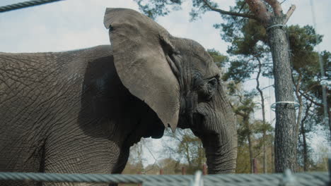 A-huge-elephant-standing-during-the-middle-of-the-day-in-it's-enclosure