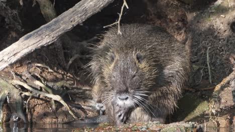 Rat-burrow-with-a-chubby-adult-nutria,-myocastor-coypus-at-the-entrance,-scratching-its-itchy-genital-with-its-little-claws,-grooming-and-cleaning-in-the-swampy-environment,-static-close-up-shot