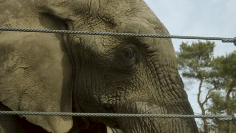 A-close-up-of-an-elephant's-head-while-it-stands-in-it's-enclosure