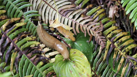 Yellow-Pacific-Banana-Slug-Mollusk-Crawls-on-Green-Brown-Fern-Folliage